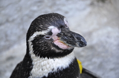 ペンギンさん