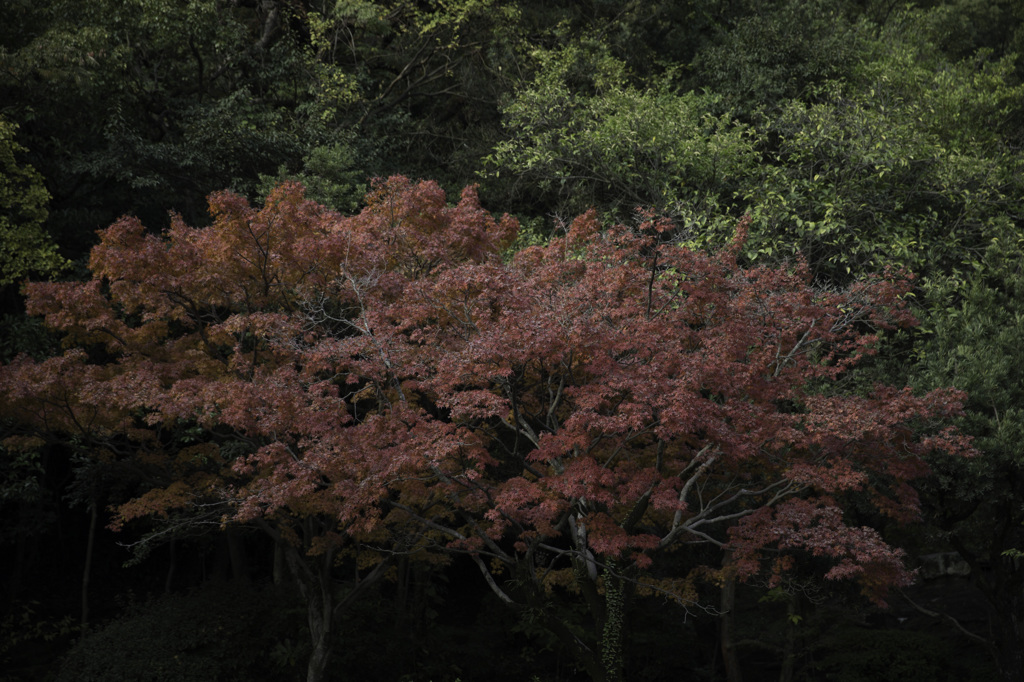 神社裏の紅葉