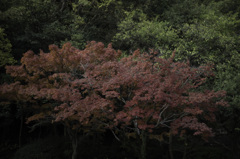 神社裏の紅葉