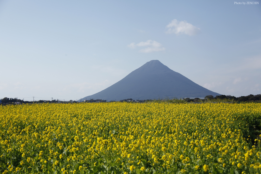 開聞岳と菜の花