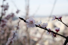 梅_2013