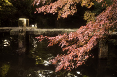 隠れ家的なとこでの紅葉