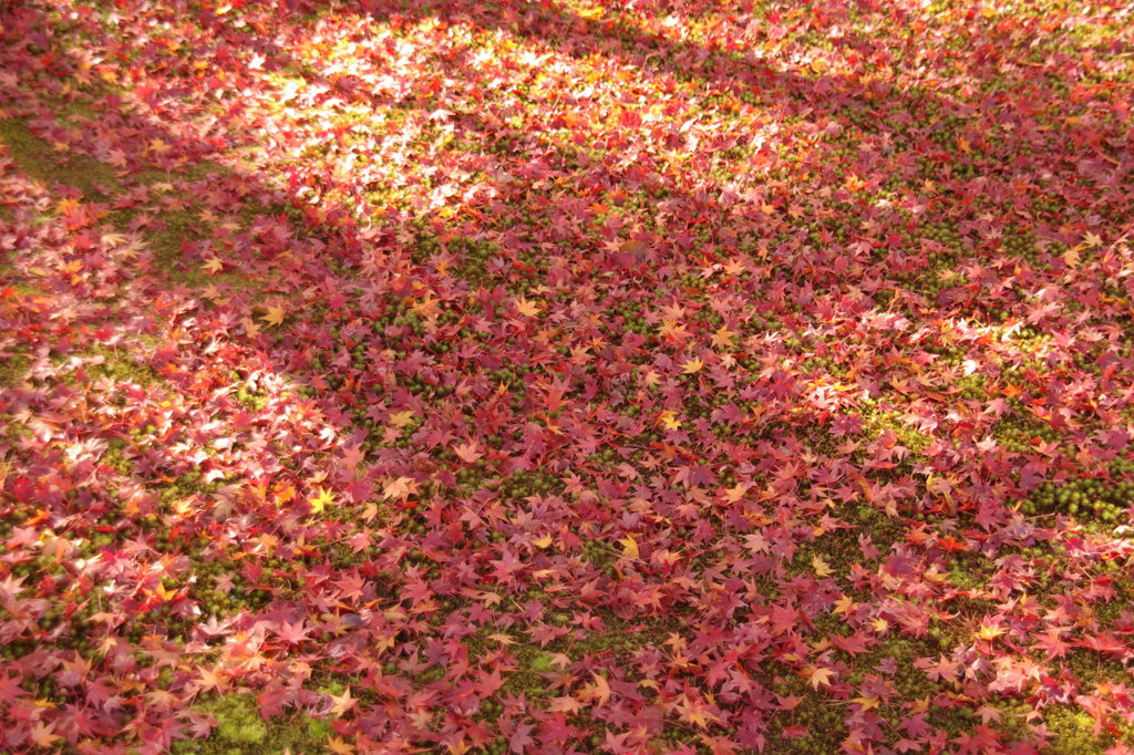 IMGP0586