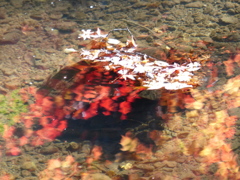 P1010460