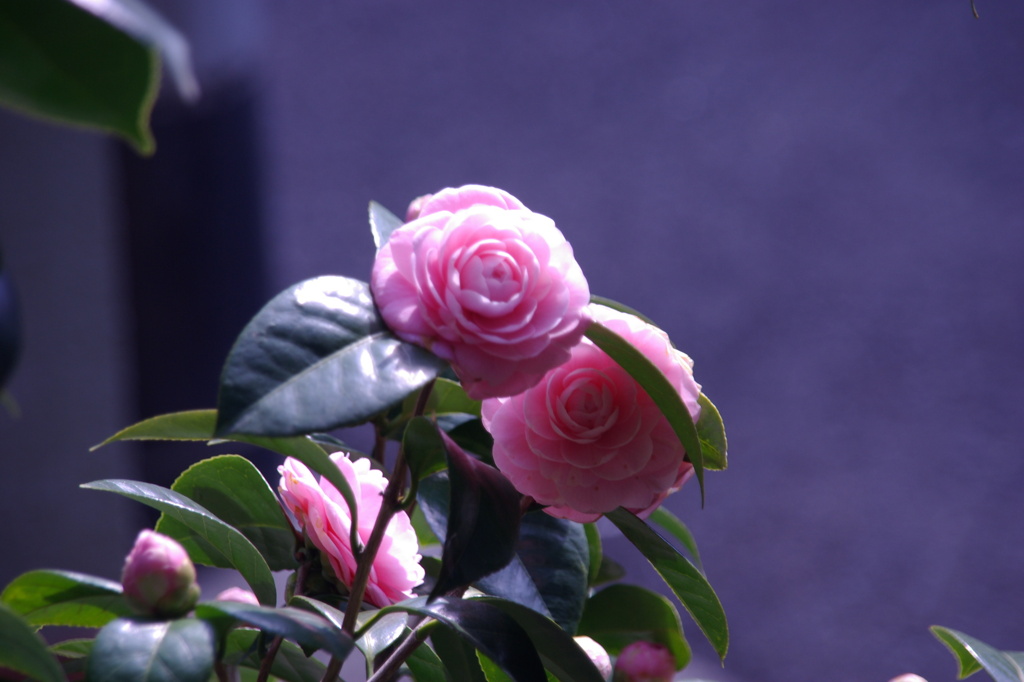 IMGP8250