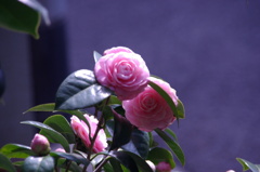 IMGP8250