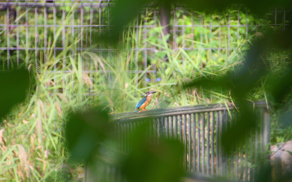 初めてのカワセミ撮影！