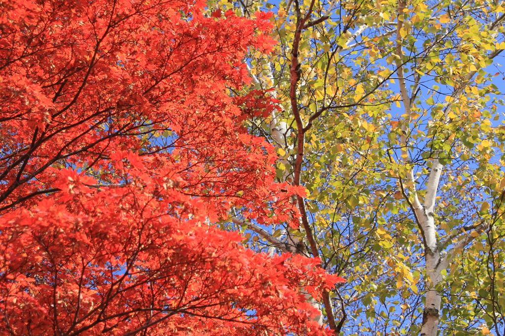 蓼科の紅葉Ⅱ