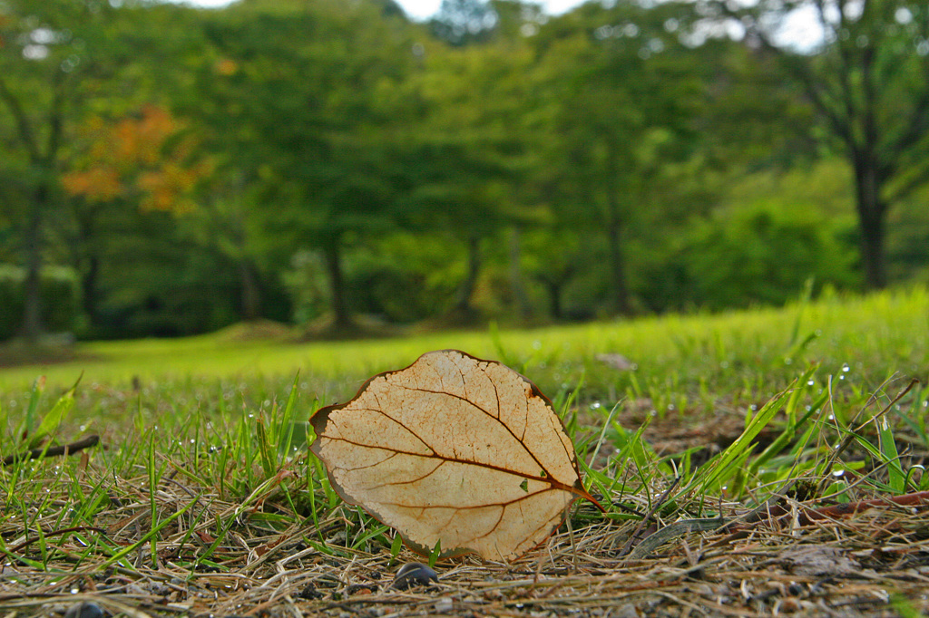 早朝の公園で