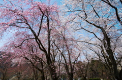 樹木公園桜