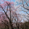樹木公園桜