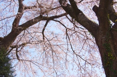 今年の桜I