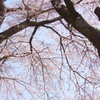 今年の桜I
