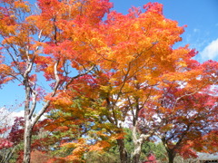 なんと！きれい