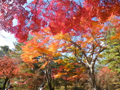 すばらしき紅葉