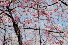 樹木公園の桜2