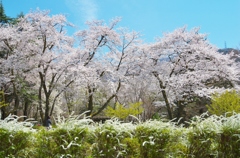樹木公園の桜
