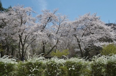 樹木公園の桜と雪柳
