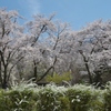 樹木公園の桜と雪柳