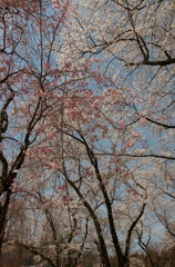 樹木公園の桜