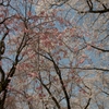 樹木公園の桜