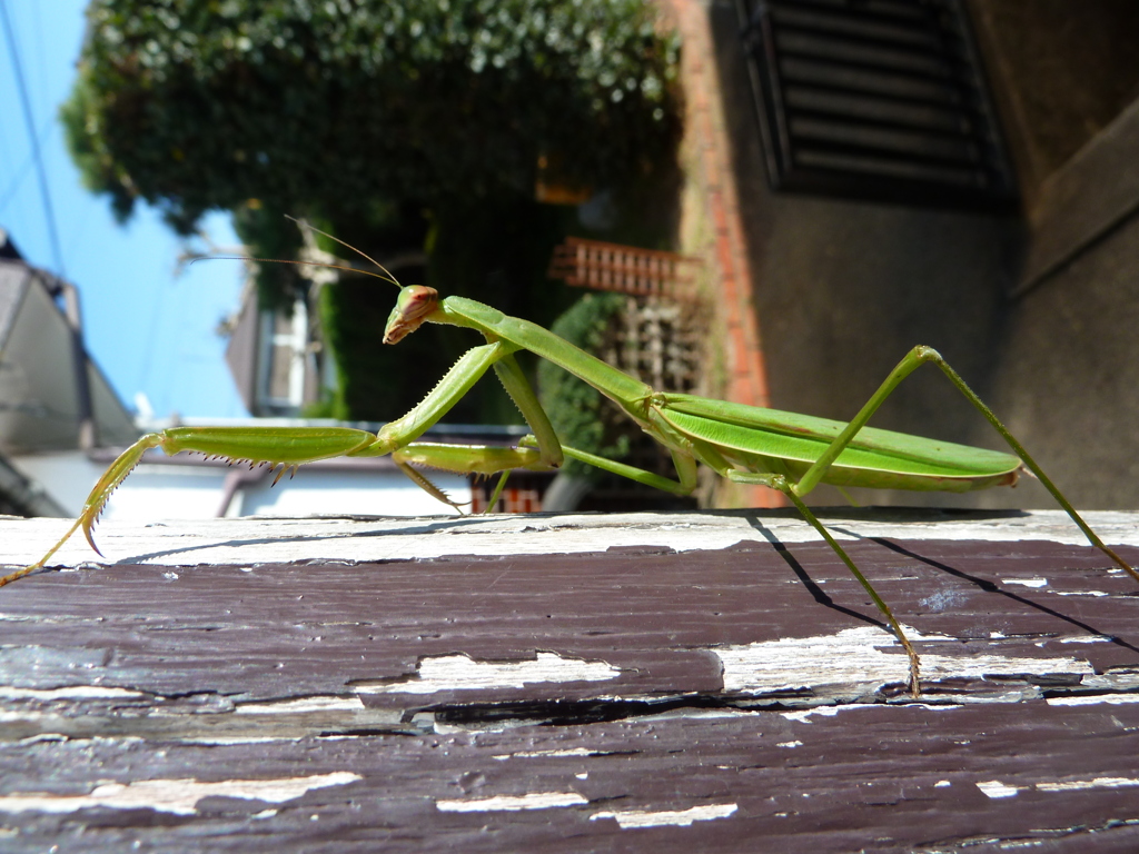 カマキリ虫です。