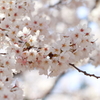 春爛漫
