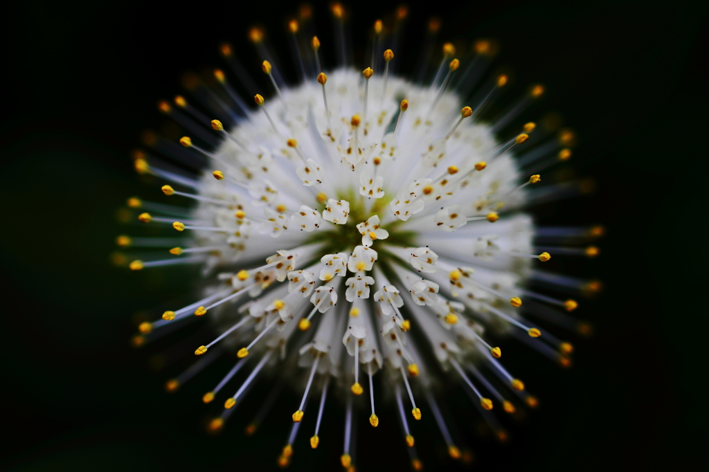 花火