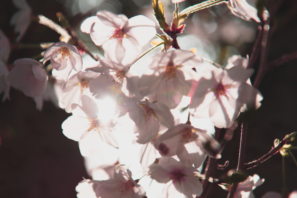 輝く桜