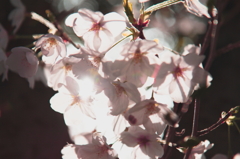 輝く桜
