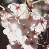 輝く桜