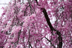 桜＿1年生