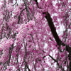 桜＿1年生