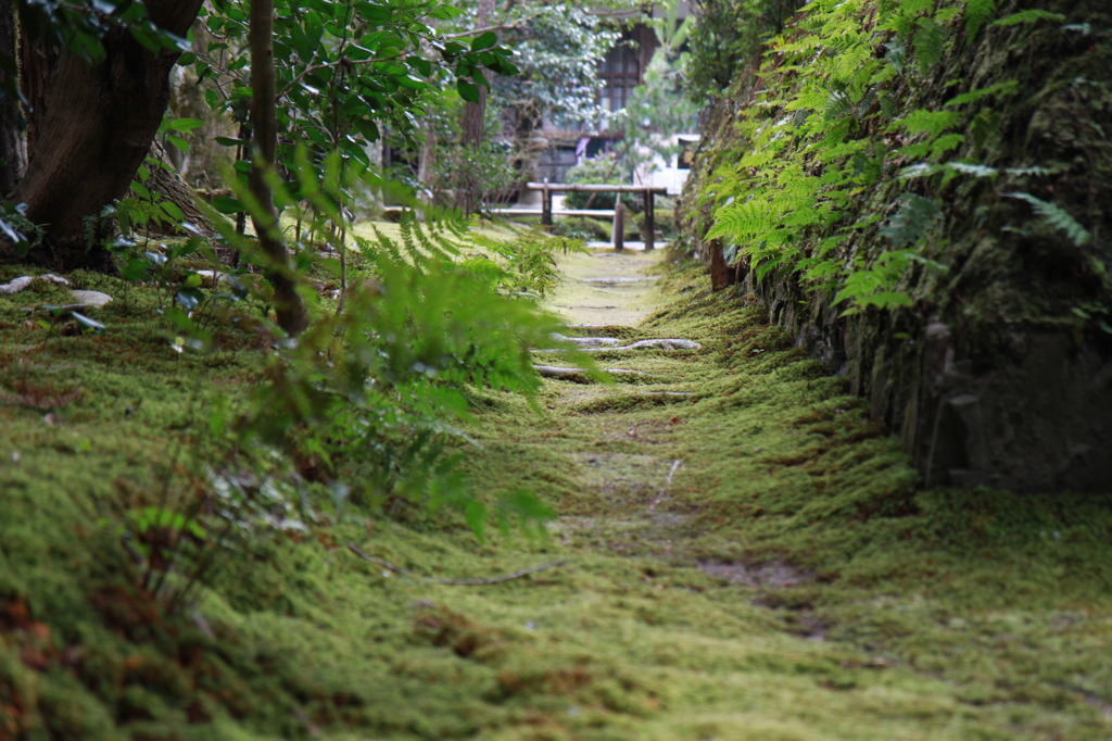 緑の小路