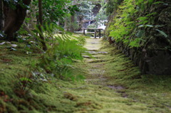 緑の小路