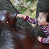 Boy meets たぬき？
