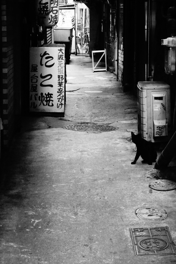 路地ネコ