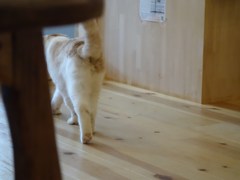 哀愁