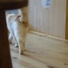 哀愁