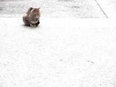 長い間、ここでやってきた。