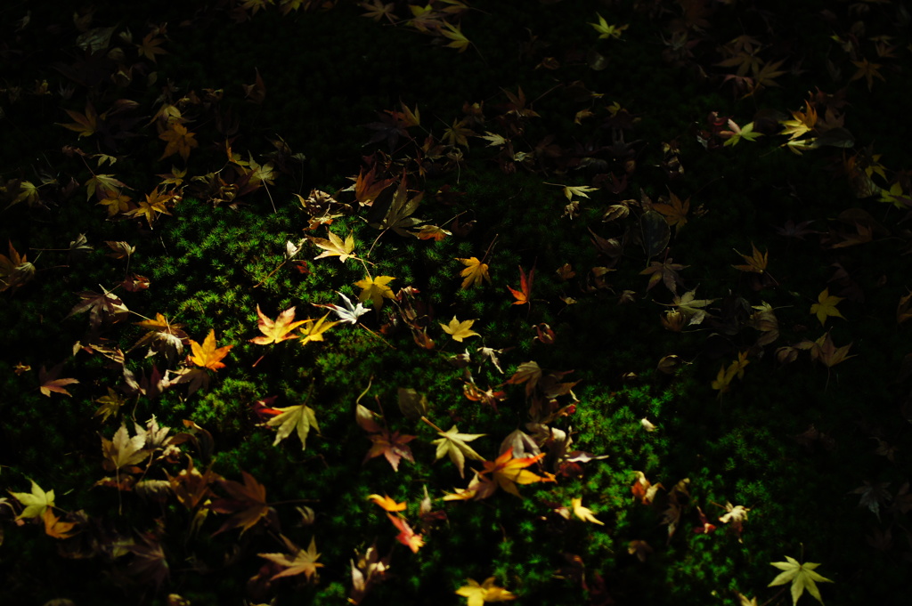 2013 秋　京都