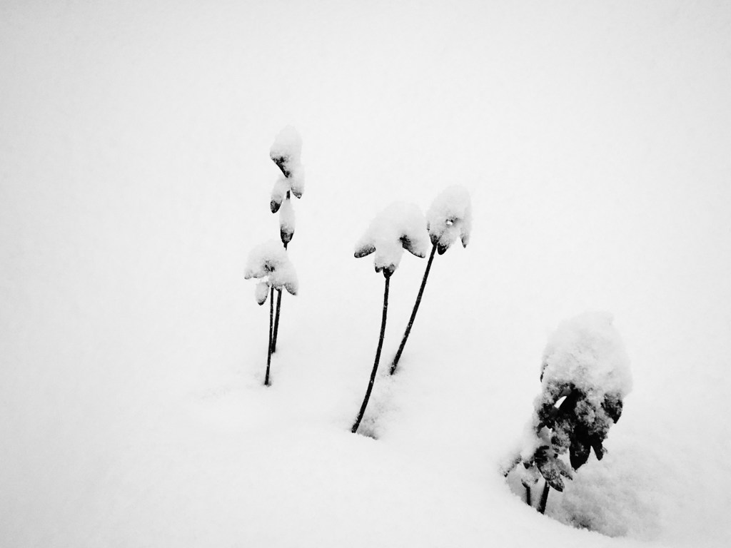 綿帽子雪