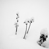綿帽子雪