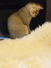 子猫