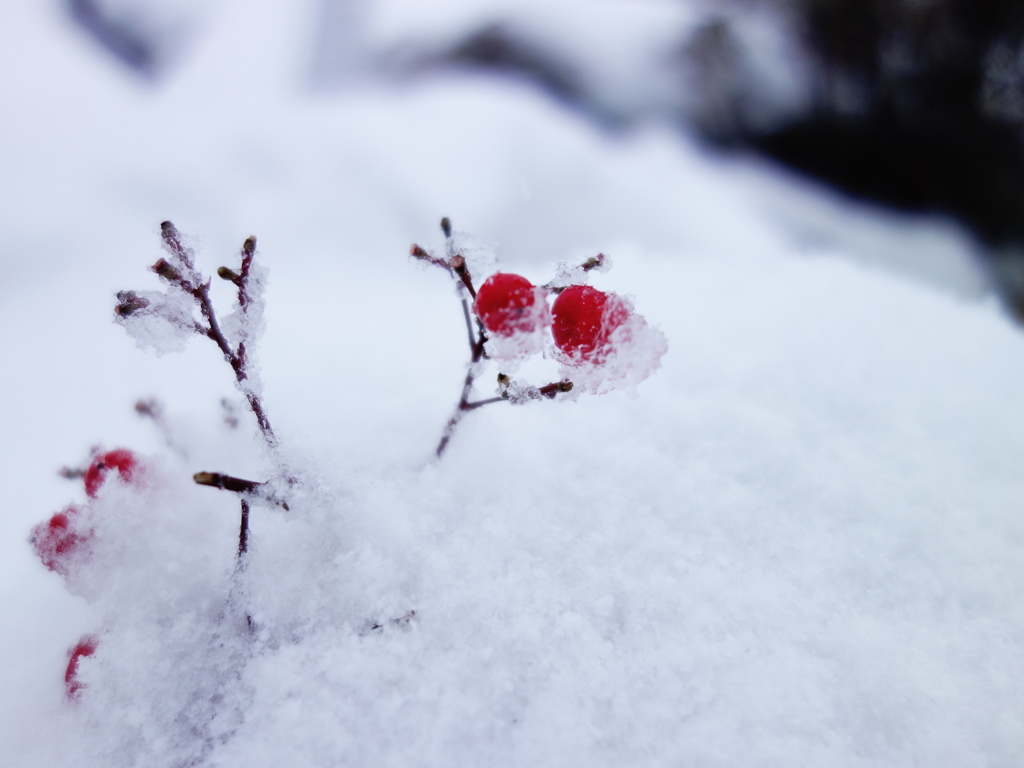雪の中の暖色