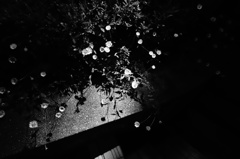 ちいさな花