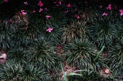 落ちた花
