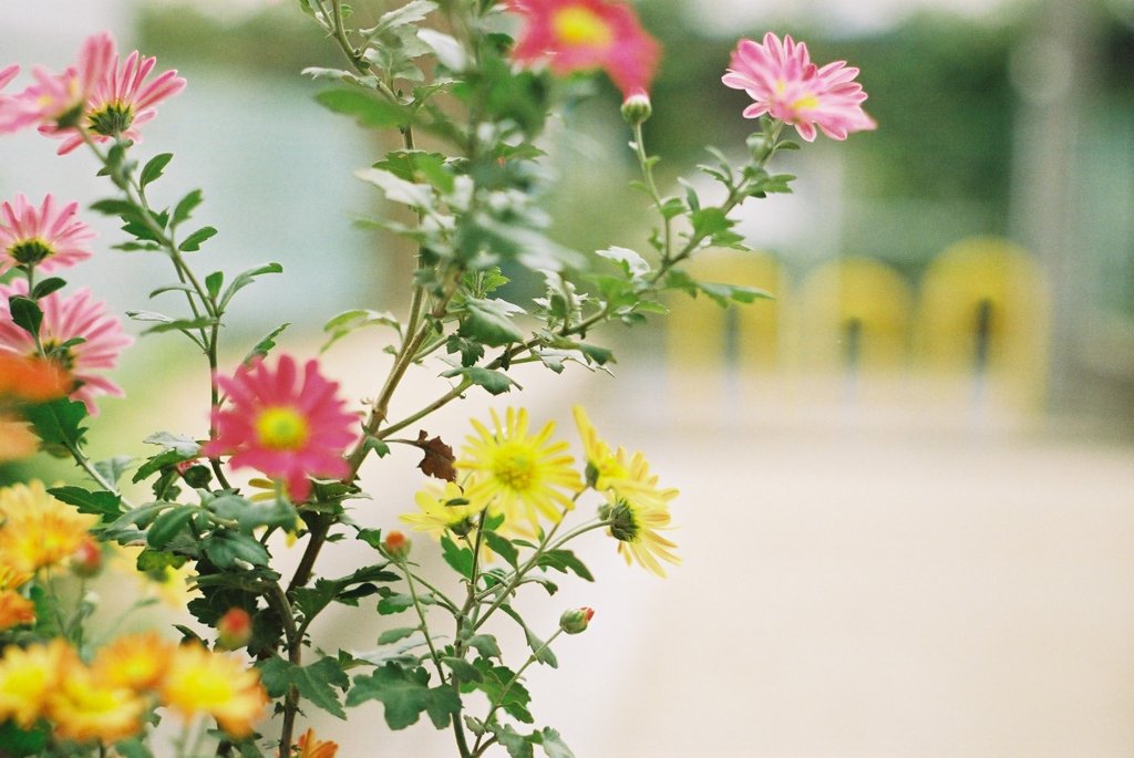 秋の花