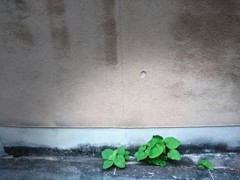 日の目を見ない