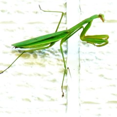 草叢の王者